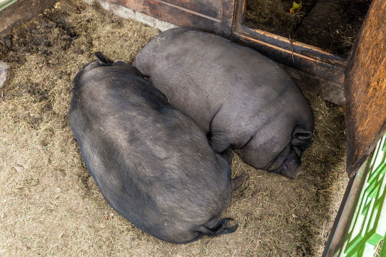 Жители Нагайбакского района отказываются отдавать больных африканской чумой свиней *1