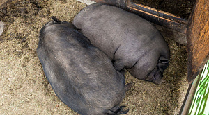 Жители Нагайбакского района отказываются отдавать больных африканской чумой свиней 