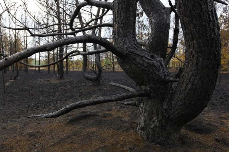 После пожаров на юге Челябинской области пострадало 8 тысяч га леса*1