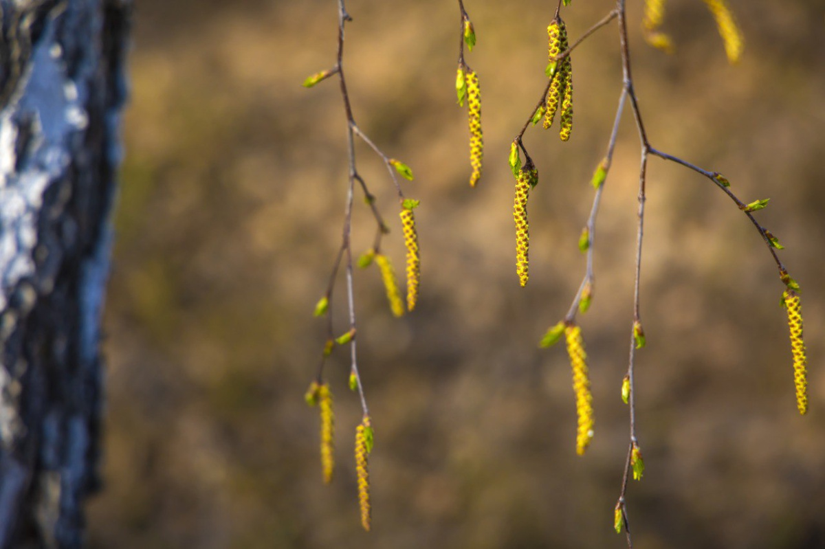 Челябинский врач дала советы по весеннему «выживанию» для аллергиков*1