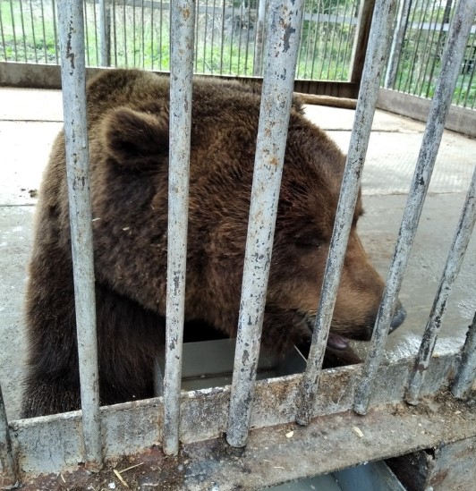 Медведю из дорожного кафе в Челябинской области ищут новый дом