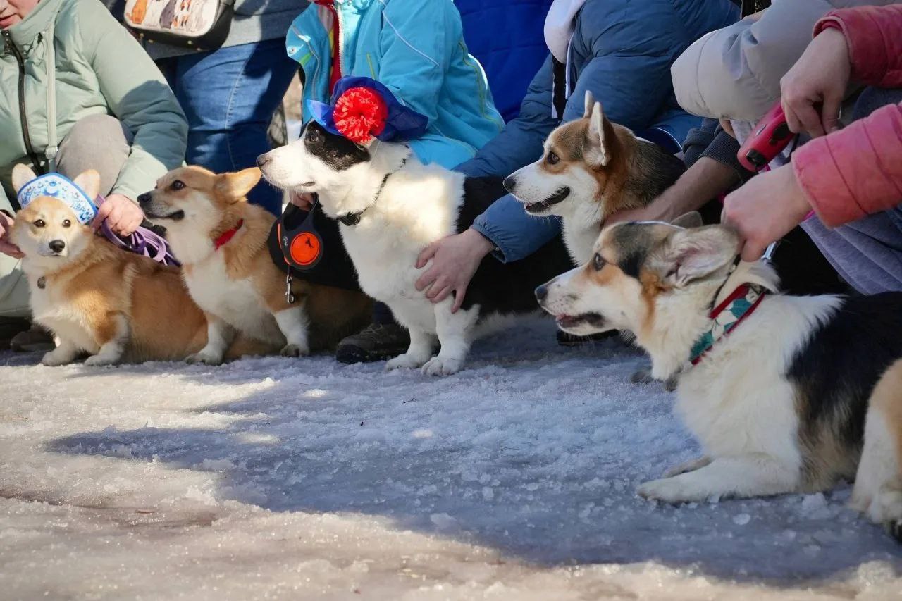 Милота дня: в центре Челябинска собрались корги в смешных костюмах