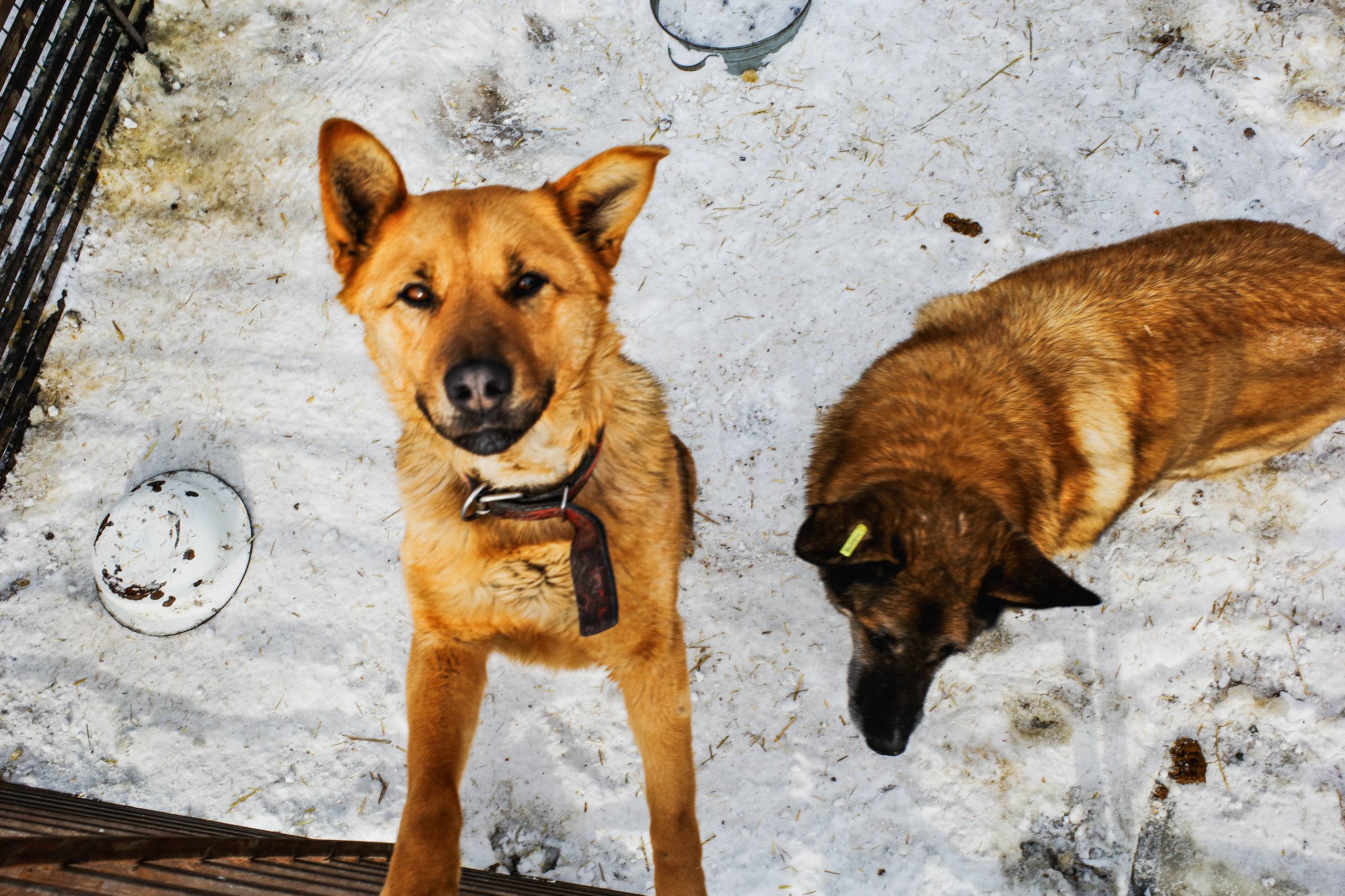 Московский зоопарк или навсегда в приюте: кто заберёт собаку из челябинского «Додо»