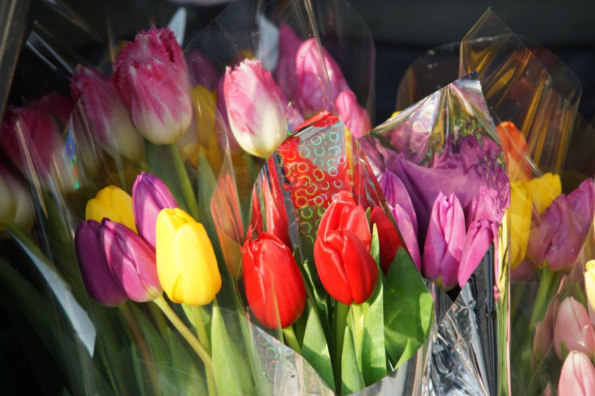 Трипс в подарок: 9 тысяч цветов с «сюрпризом» не дошли до прилавков Челябинска*