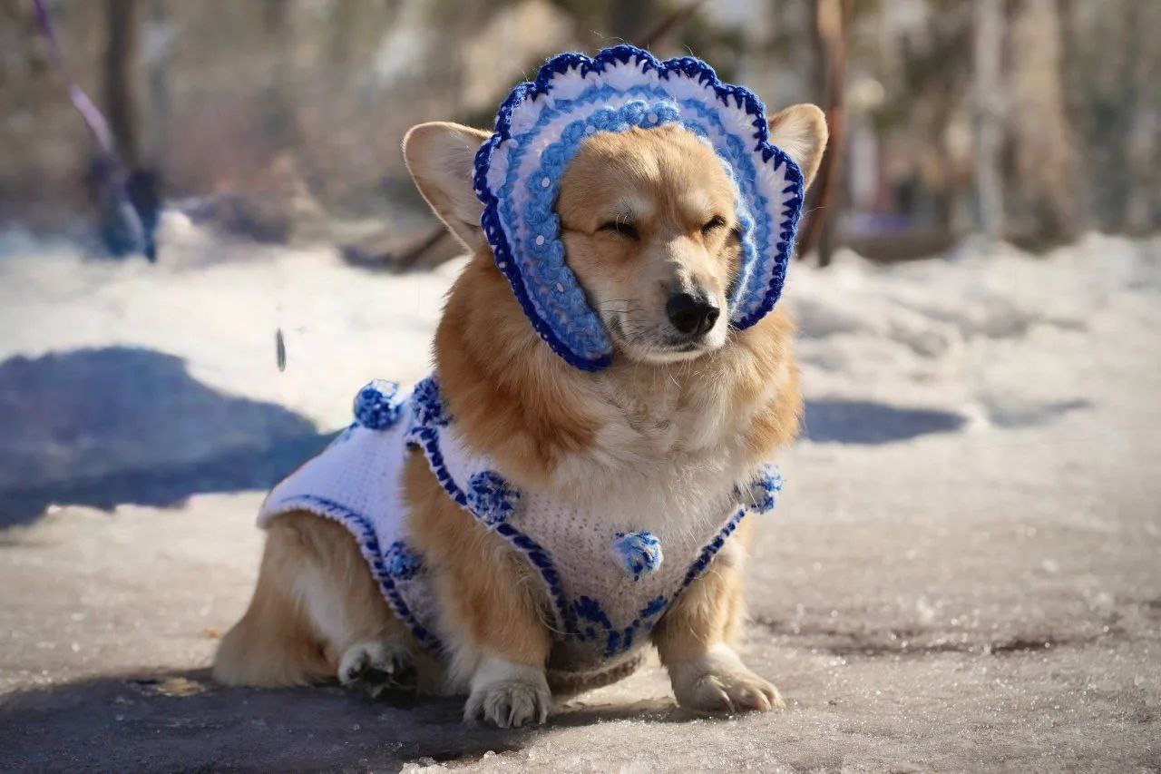 Милота дня: в центре Челябинска собрались корги в смешных костюмах