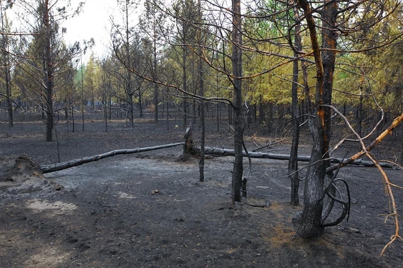 Юг Челябинской области проверяют на появление новых возгораний*1