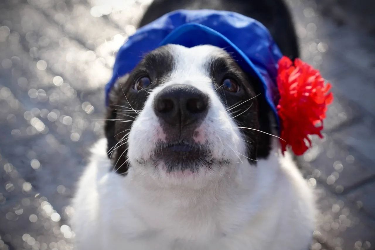 Милота дня: в центре Челябинска собрались корги в смешных костюмах