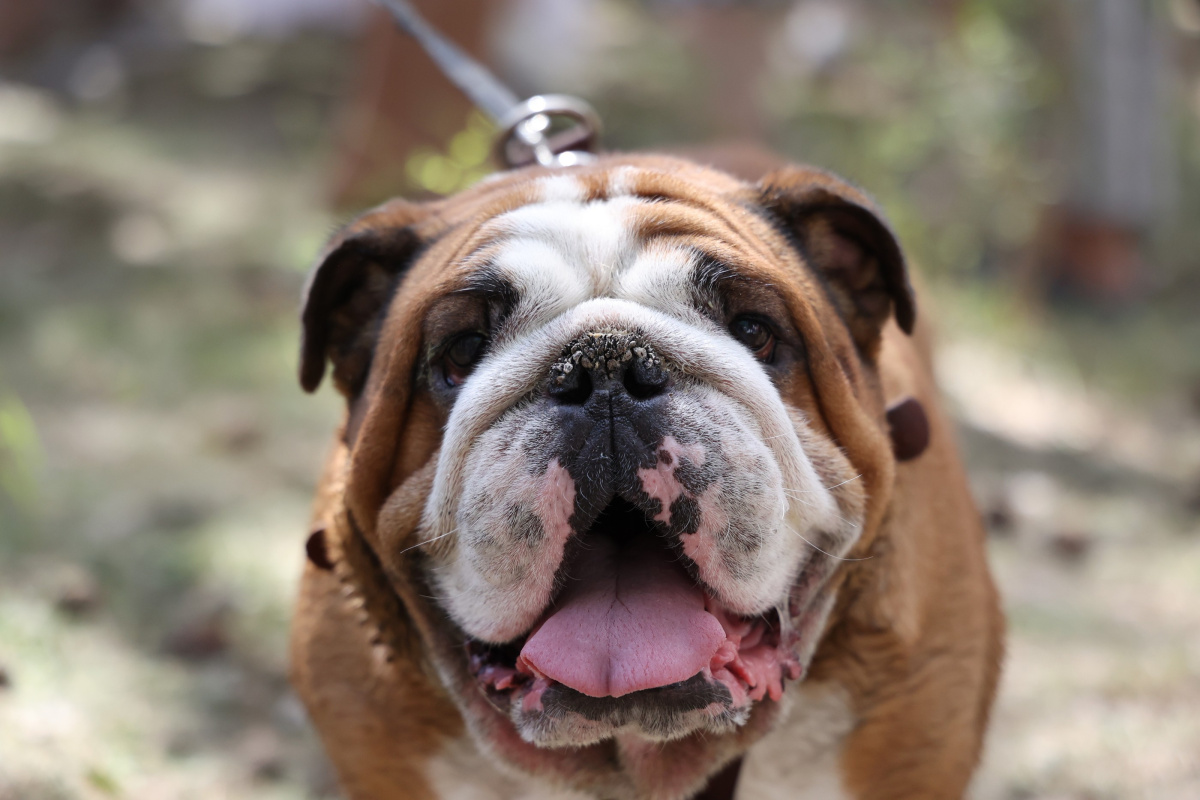 Ирина Текслер чипировала семейную собаку Черчилля*