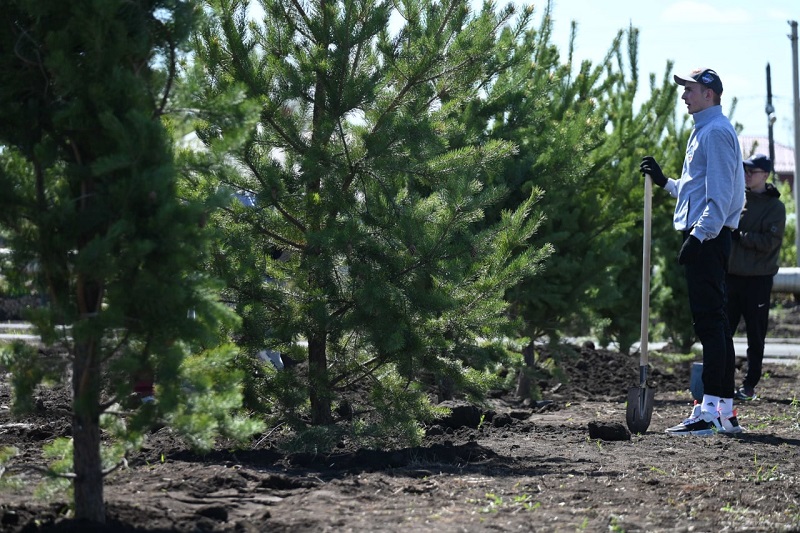 В Челябинске за год высадят 13 тысяч деревьев