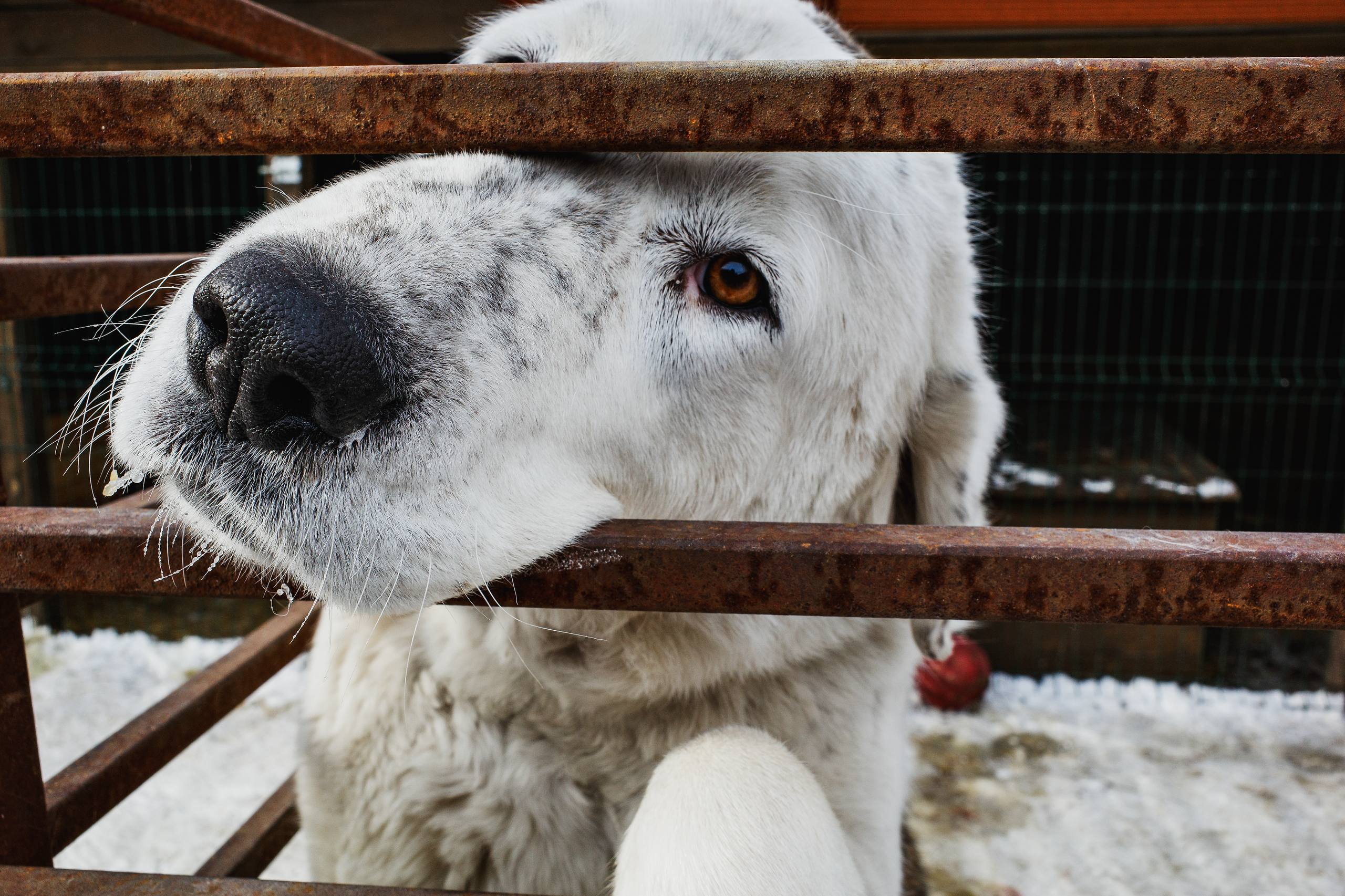 Московский зоопарк или навсегда в приюте: кто заберёт собаку из челябинского «Додо»