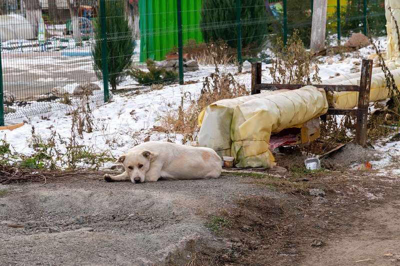 В Челябинске установят карантин из-за гибели собаки от бешенства