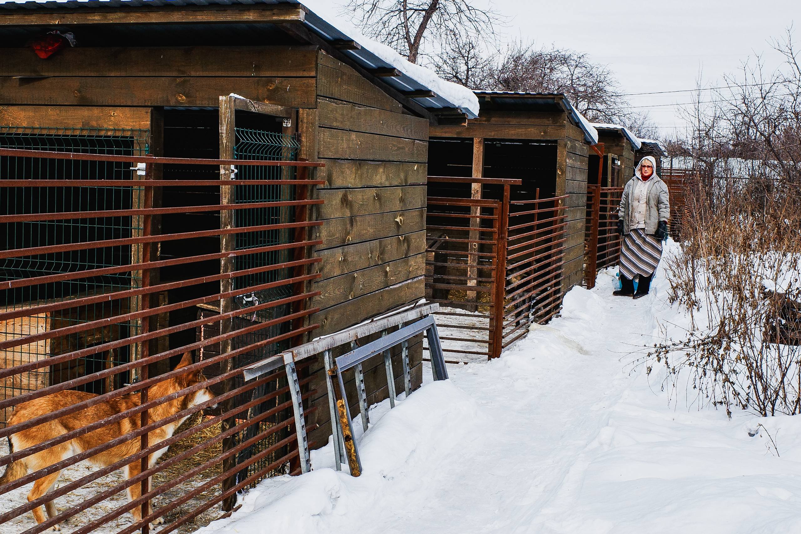 Московский зоопарк или навсегда в приюте: кто заберёт собаку из челябинского «Додо»