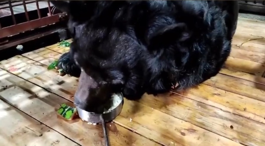 Отравившийся медведь из челябинского зоопарка начал есть с аппетитом