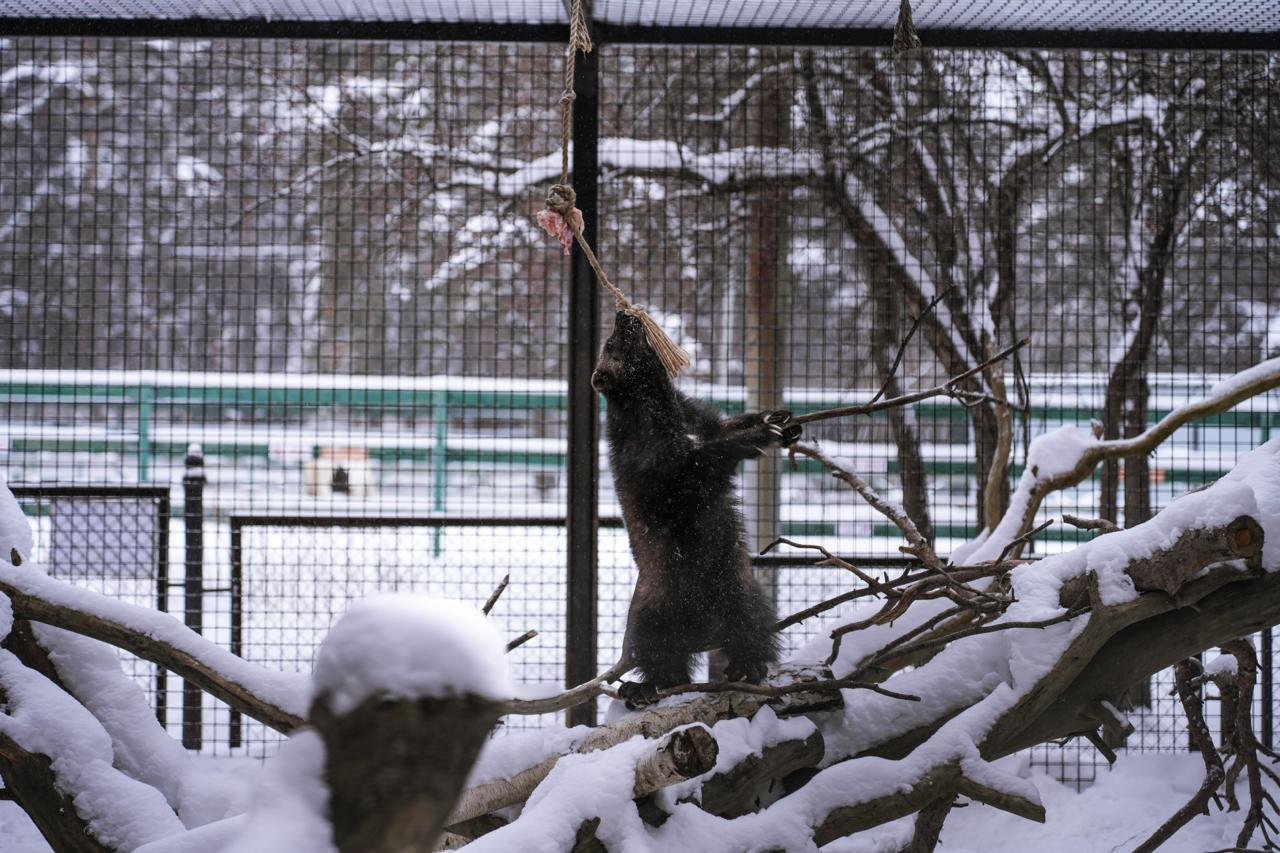 В челябинском зоопарке раскрыли меню новогоднего застолья животных