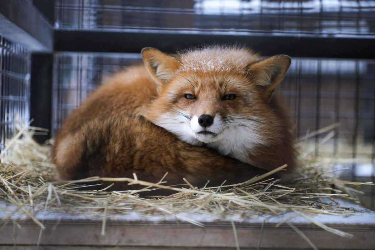 1 января в Челябинской области ожидаются сильный снег и метель*