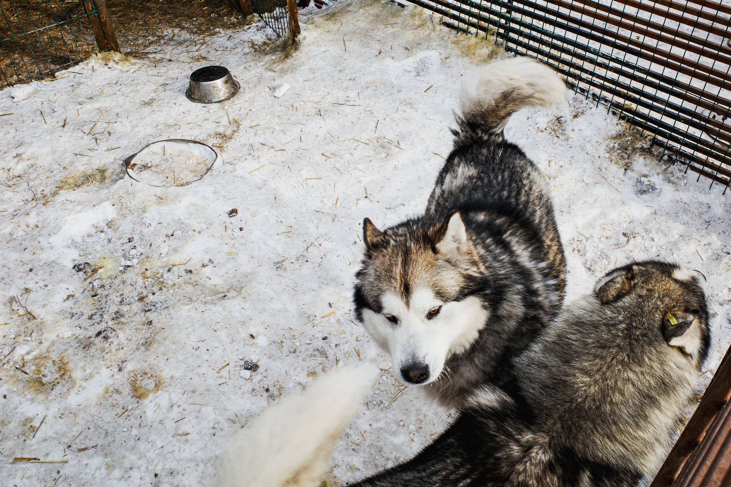 Московский зоопарк или навсегда в приюте: кто заберёт собаку из челябинского «Додо»