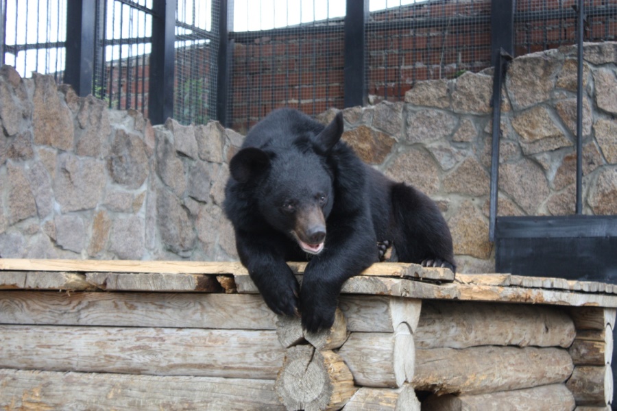 В челябинском зоопарке рассказали о состоянии отравившегося медведя