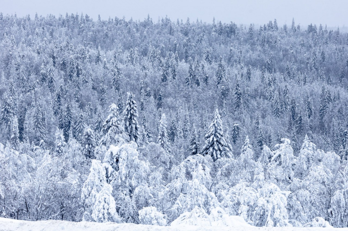 Челябинский космонавт сдал экзамен на выживание в морозном зимнем лесу*