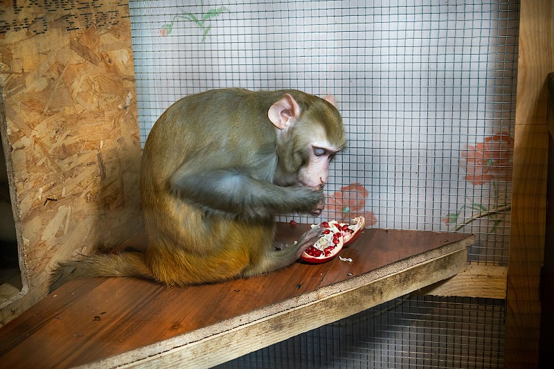 Зал с приматами в челябинском зоопарке закрыли из-за ОРВИ *1