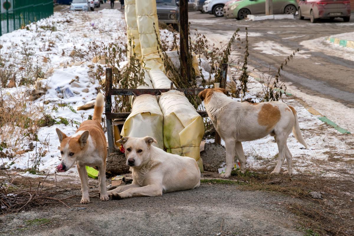 Нападение собак на ребёнка в Троицке проверят следователи *1
