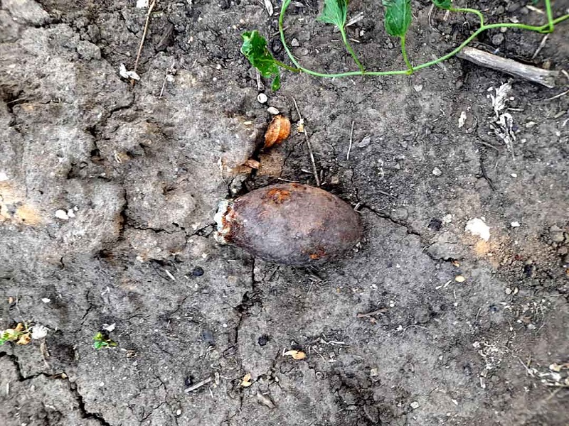 В Сосновском районе у частного дома нашли гранату времен Гражданской войны