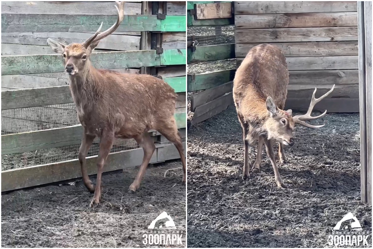 Единорога засняли на видео в челябинском зоопарке*