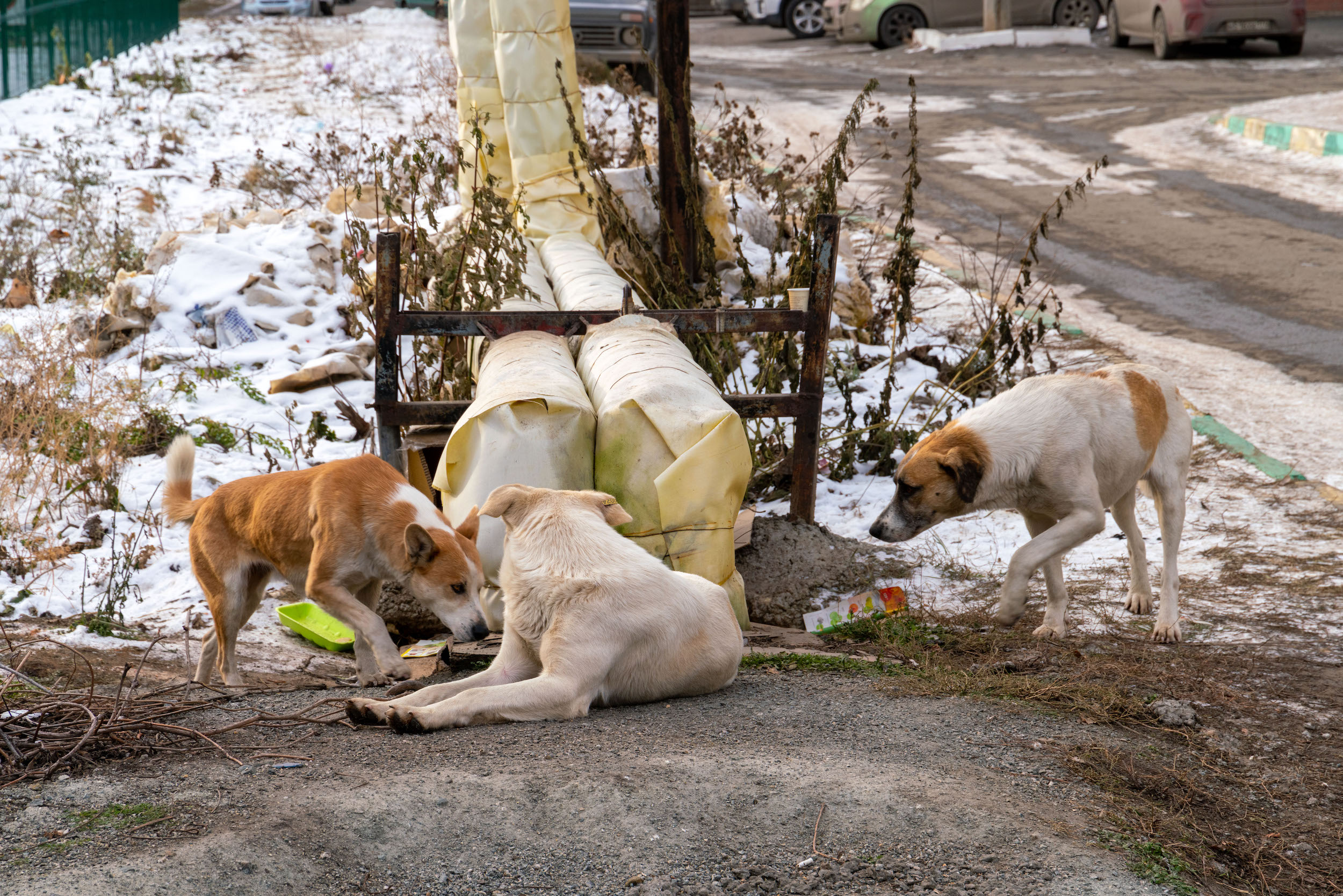 Карантин по бешенству животных ввели в поселках Челябинской области