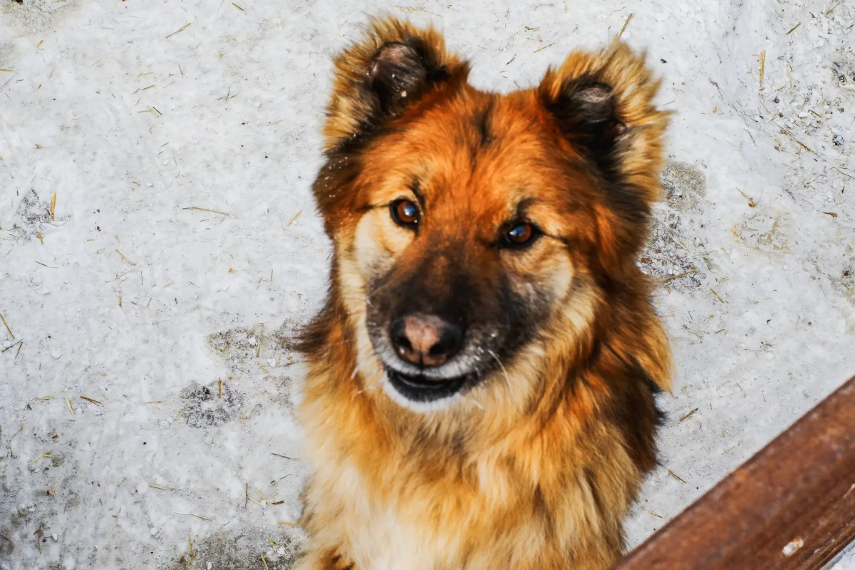В Златоусте служебная собака рассказала полиции, куда ушёл преступник*