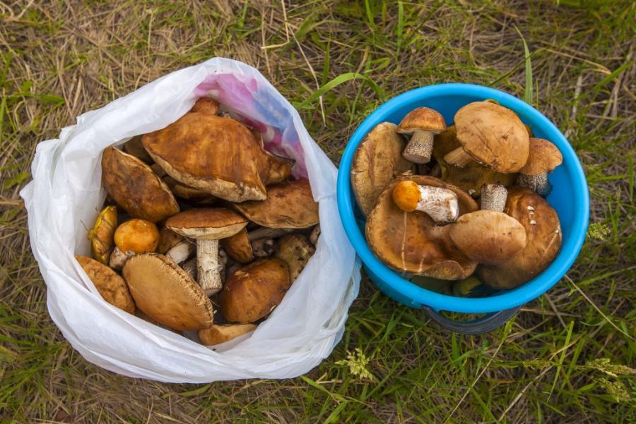 В Сосновском районе ввели временный запрет на сбор ягод и грибов*1