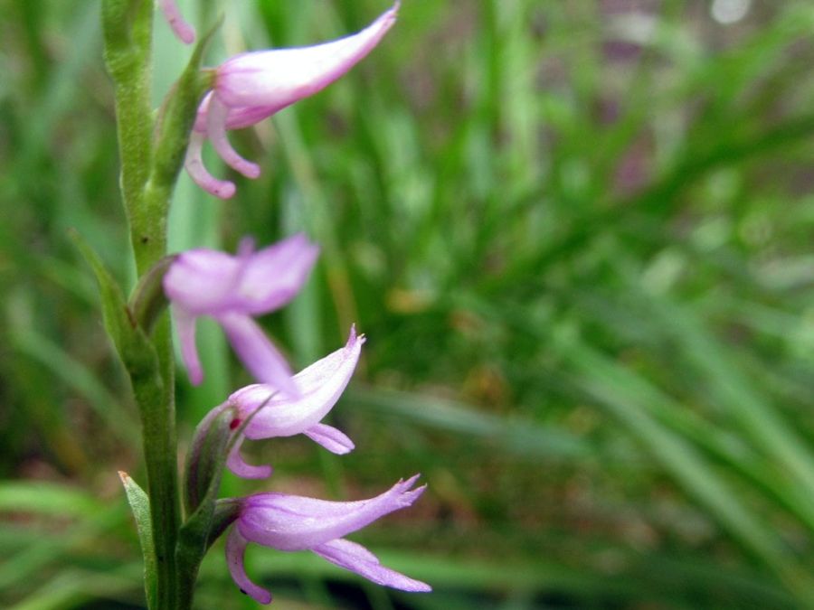 На Таганае зацвела орхидея, находившаяся в спячке шесть лет