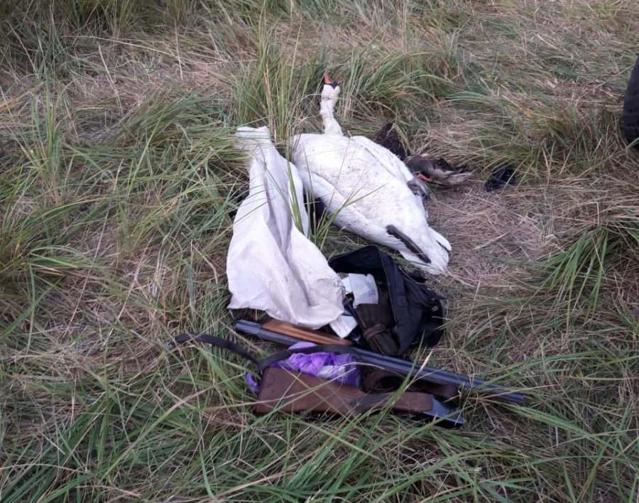 Делом об убийстве лебедя-шипуна под Челябинском занялась прокуратура