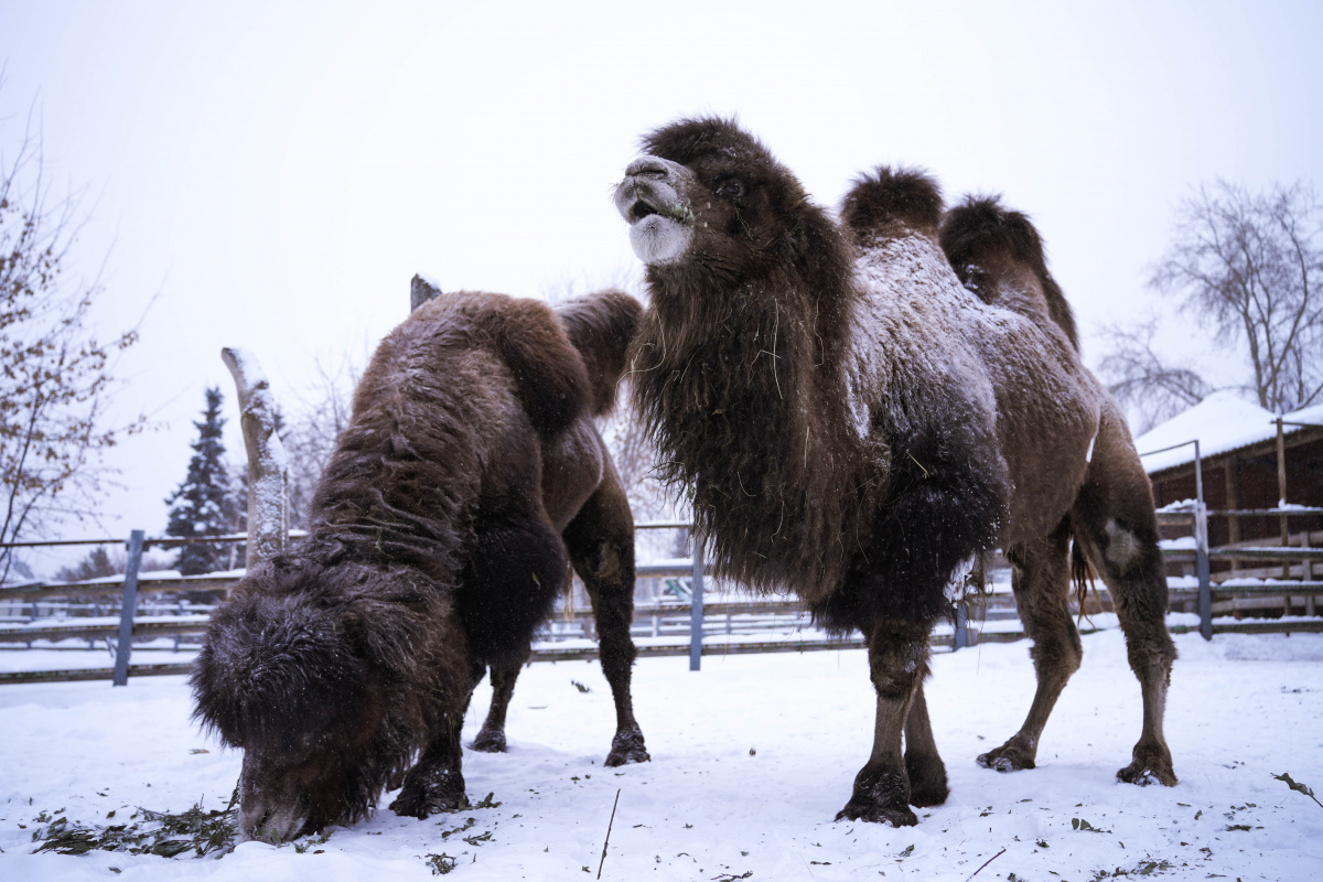 В челябинском зоопарке раскрыли меню новогоднего застолья животных*
