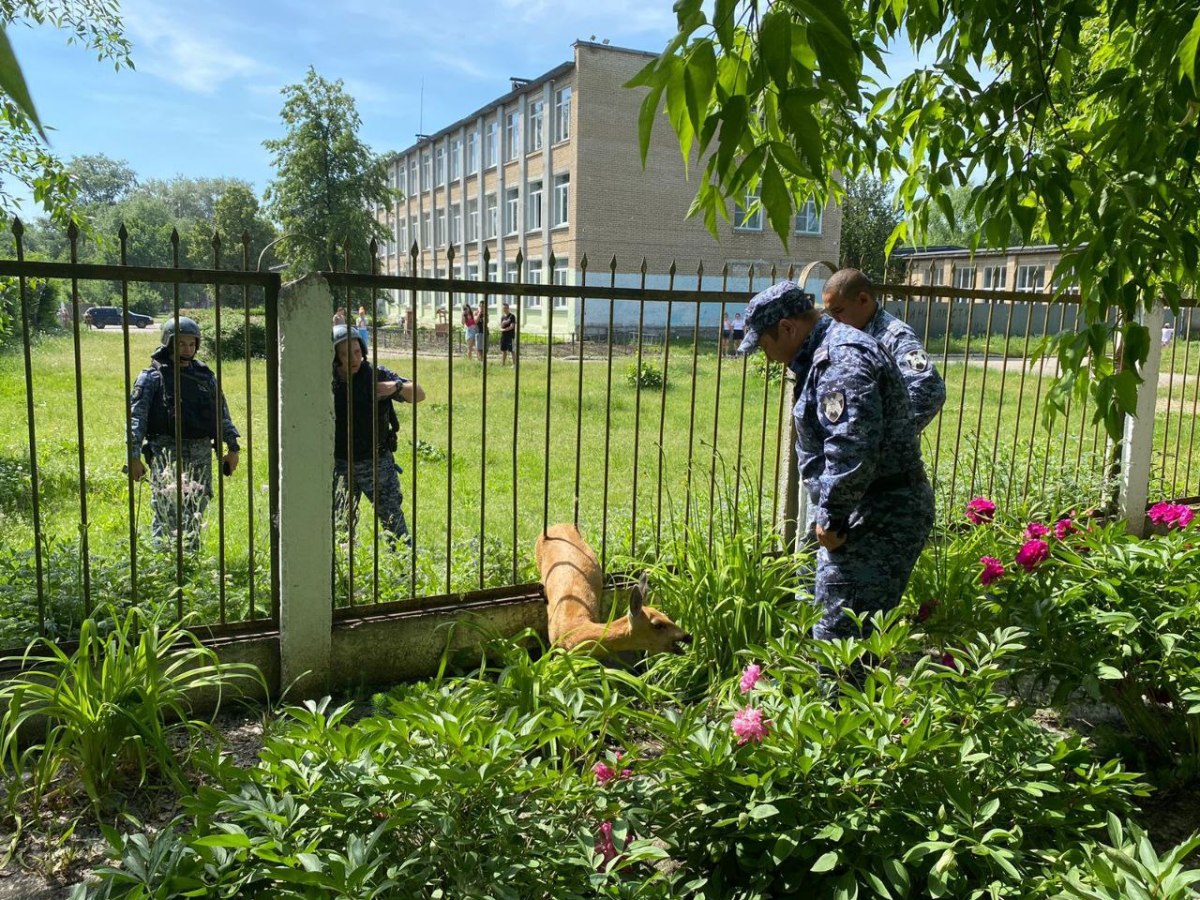 Косуля застряла в заборе детского садика в Челябинске*