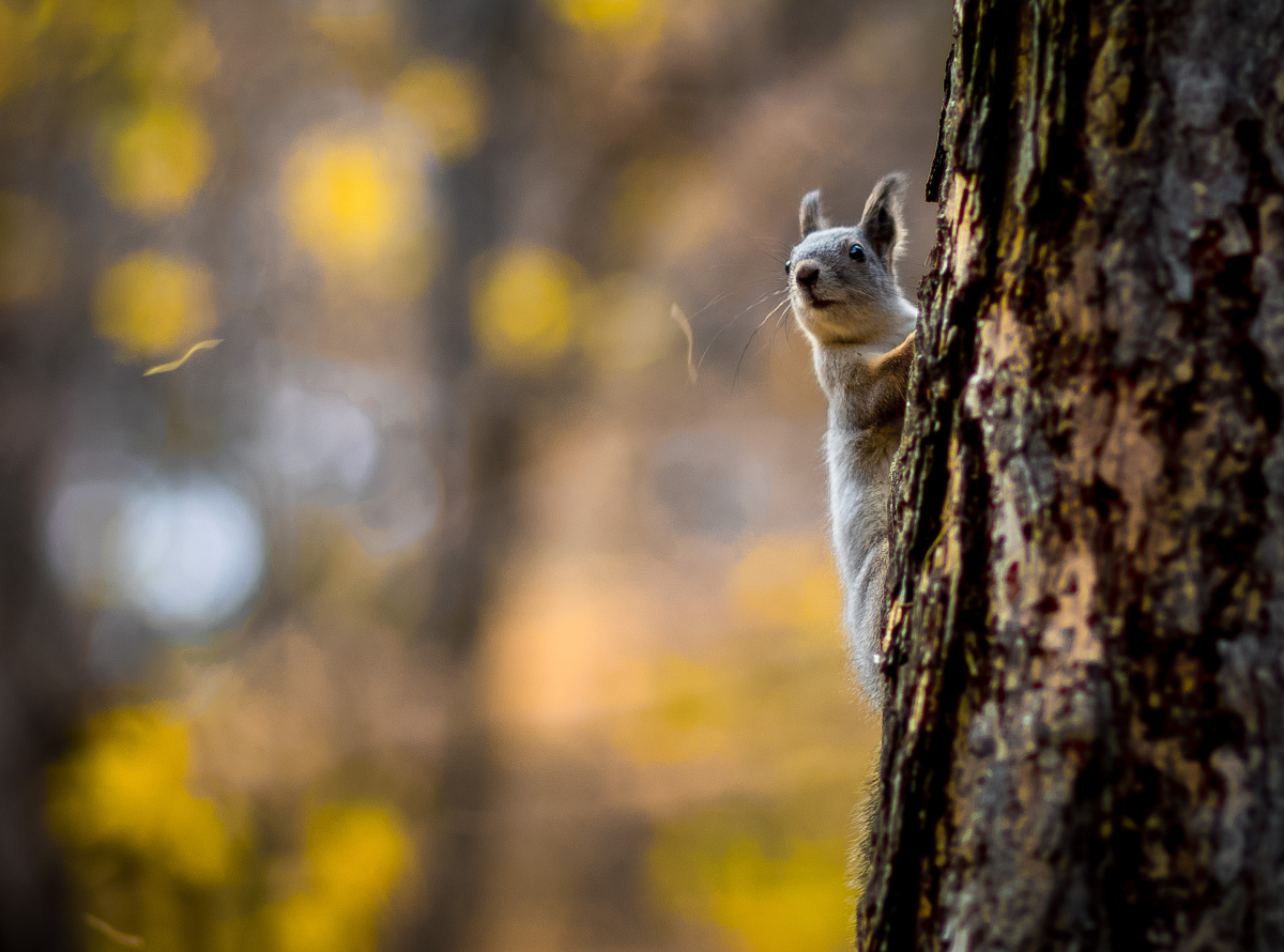 Почему белкам нельзя доверять: челябинцам раскрыли карты*