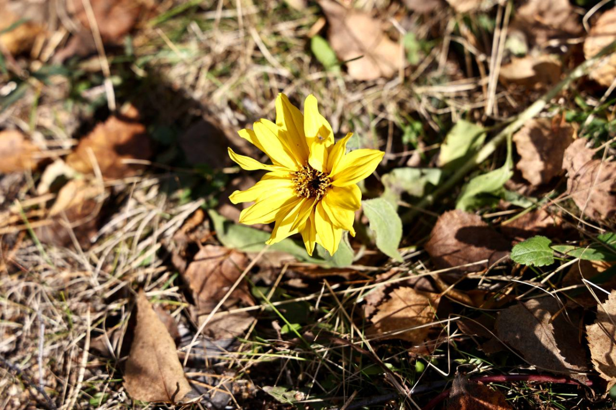 Двое южноуральских школьников покорили всероссийский экологический конкурс*