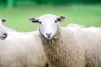 Скотоводство на Южном Урале будут развивать с помощью иранских овец