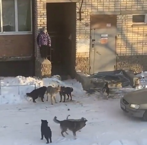В Челябинской области стая бездомных собак окружила детей