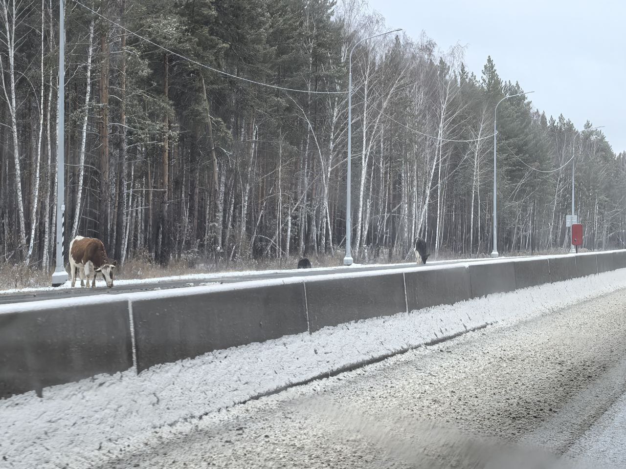 Коровы перегородили проезд по трассе в Челябинской области*