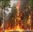 В Челябинской области горят леса