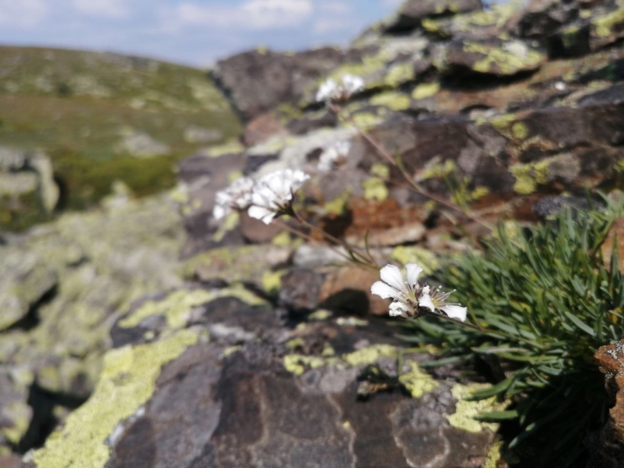 В горах «Зигальги» обнаружили гвоздику, которая растет только на Урале