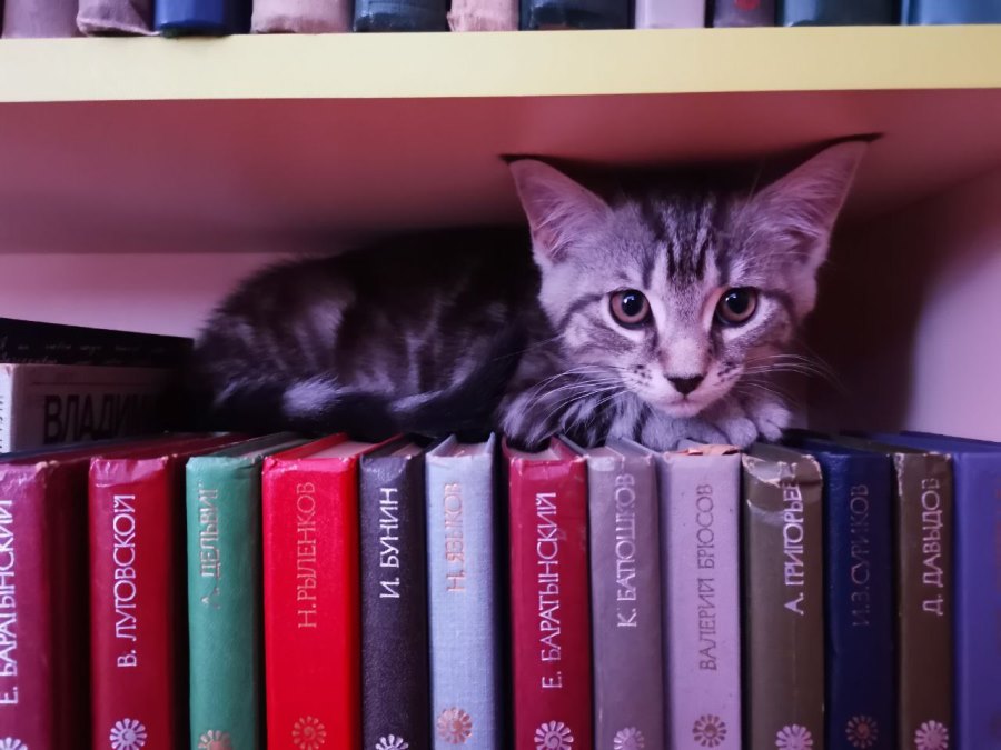 Кота породы мейн-кун приняли на работу в библиотеку под Челябинском