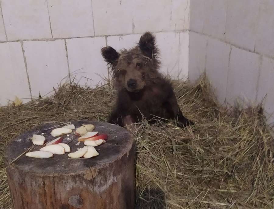 Челябинский зоозащитник Карен Даллакян заговорил на медвежьем языке