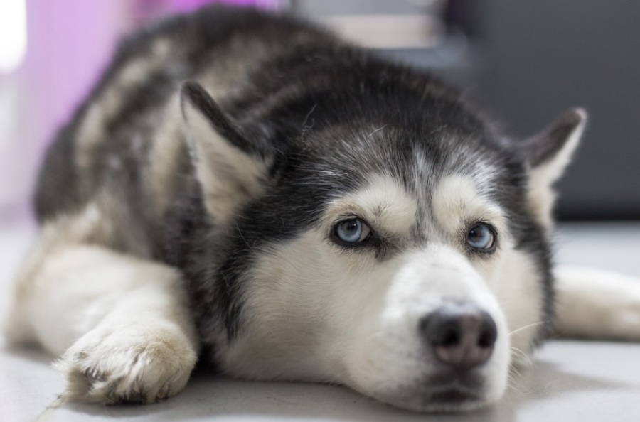Путешествующий по Копейску на маршрутке пес нашел хозяина