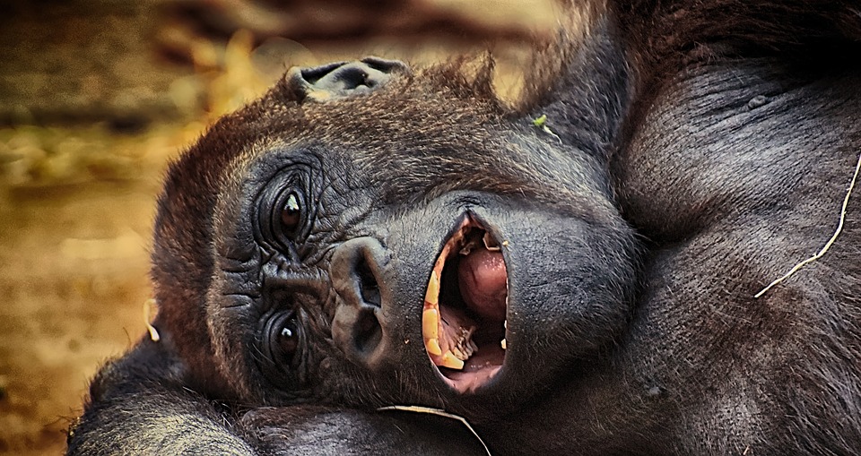 Челябинский зоопарк собирает одеяла для обезьян