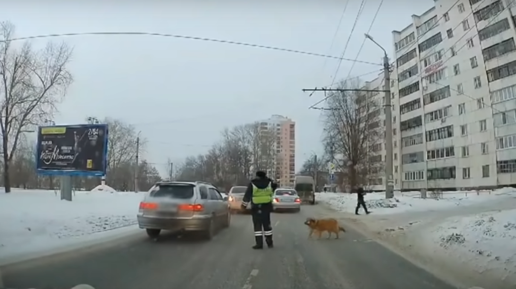 Ургант извинился за шутку про собаку и сотрудника ДПС из Челябинска