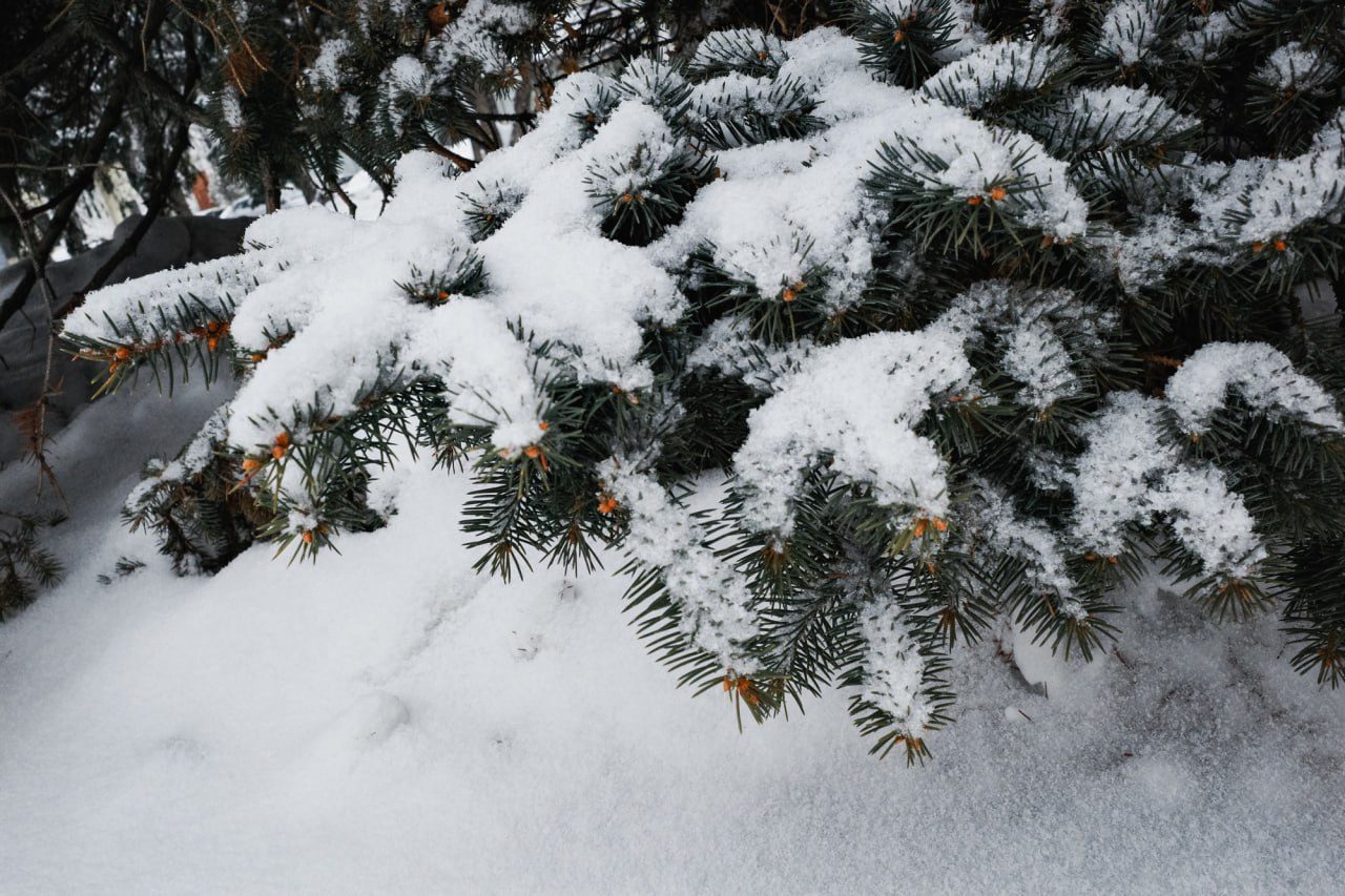 Снежное начало недели: Челябинск превратился в белый мегаполис
