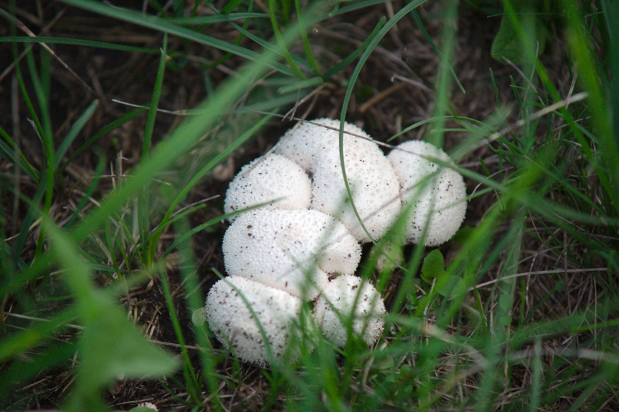 Съедобный гриб весом в 1,5 килограмма нашли в лесах Челябинской области