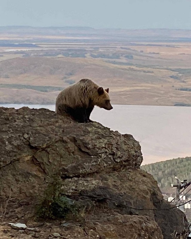 Алексей Текслер поручил спасти двух осиротевших медвежат