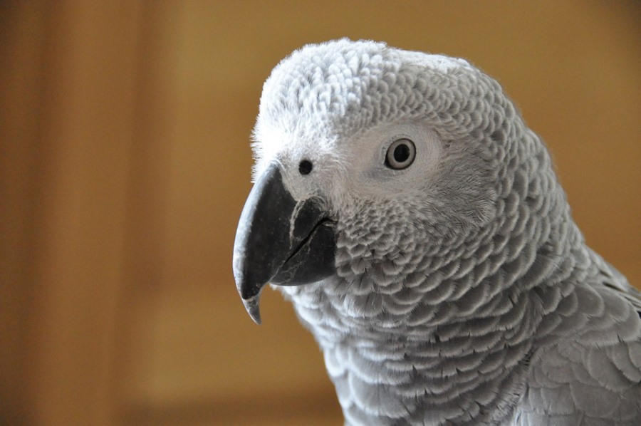Жительница Копейска обнаружила дома чужого матерящегося попугая