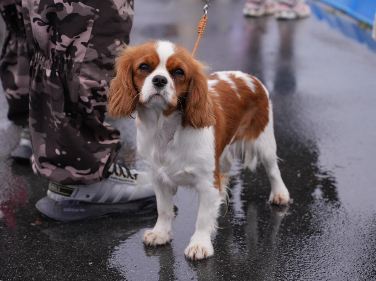 В Челябинске мужчину будут судить за убийство собаки брошенной с 9 этажа*